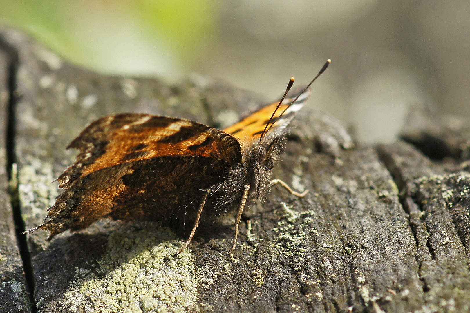 Östlicher Großer Fuchs (Nymphalis xanthomelas) 2