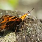 Östlicher Großer Fuchs (Nymphalis xanthomelas) 2