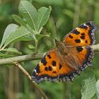 Östlicher Großer Fuchs (Nymphalis xanthomelas)