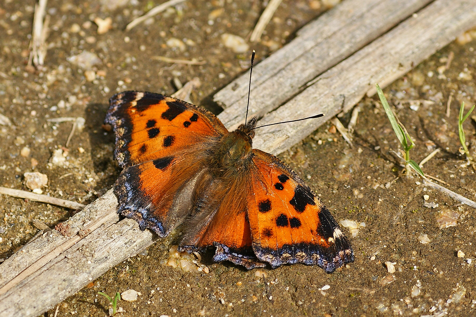 Östlicher Großer Fuchs (Nymphalis xanthomelas)