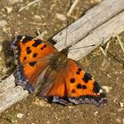 Östlicher Großer Fuchs (Nymphalis xanthomelas)