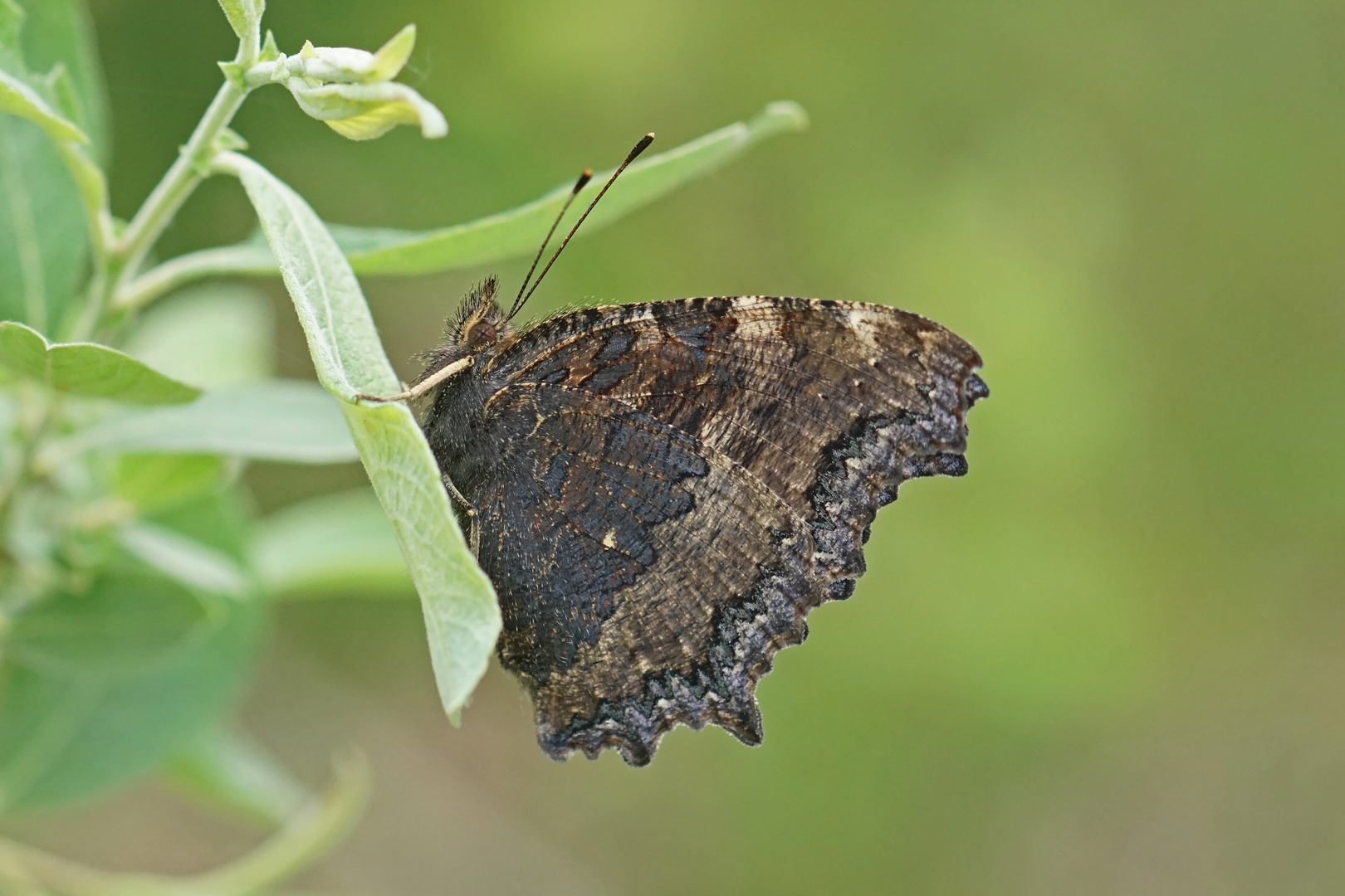 Östlicher Großer Fuchs (Nymphalis xanthomelas)