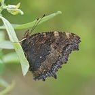 Östlicher Großer Fuchs (Nymphalis xanthomelas)