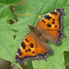 Östlicher Großer Fuchs (Nymphalis xanthomelas)