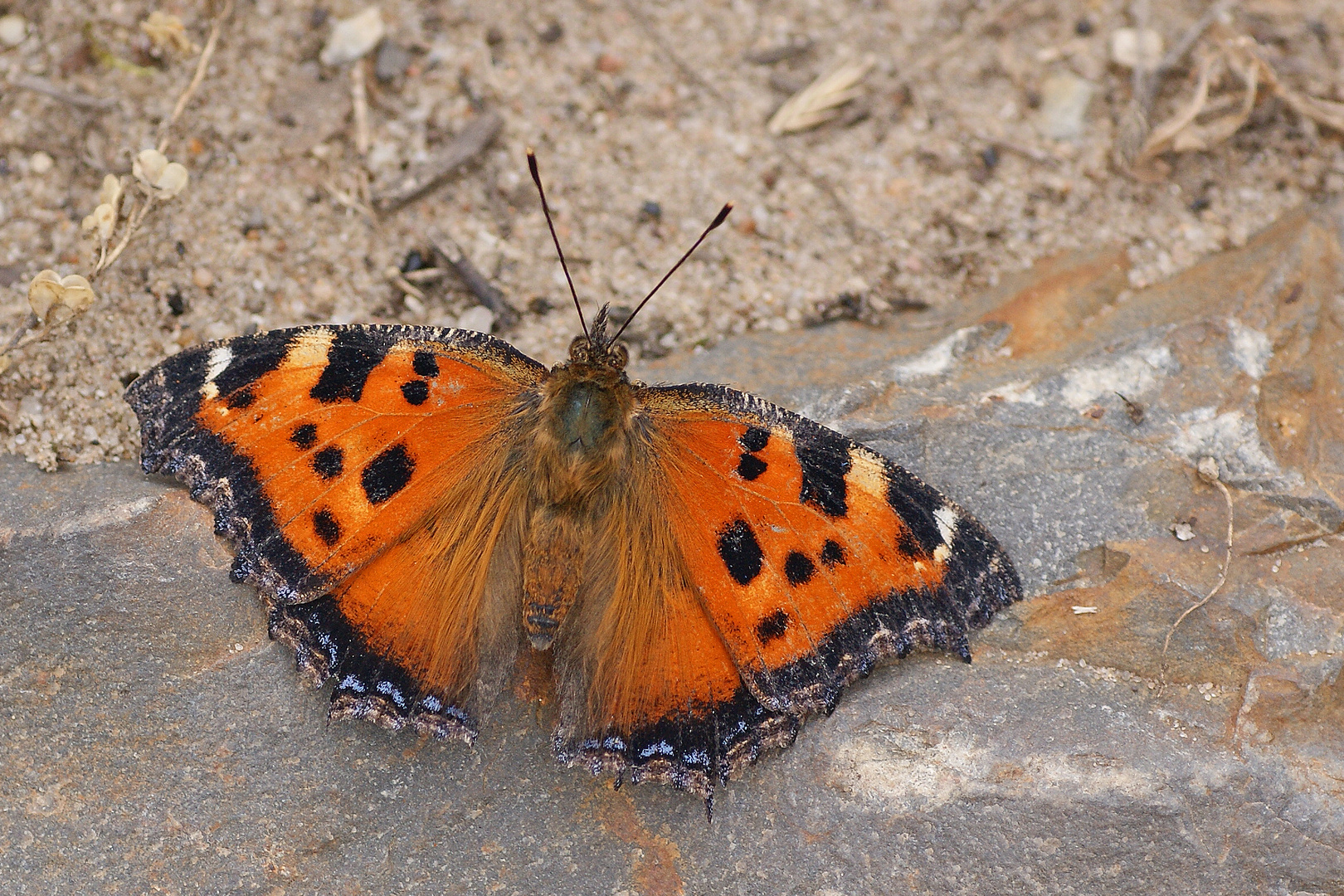 Östlicher Großer Fuchs (Nymphalis xanthomelas)