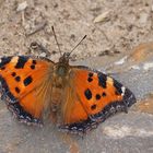 Östlicher Großer Fuchs (Nymphalis xanthomelas)