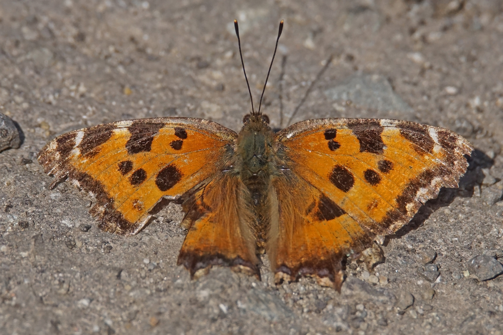 Östlicher Großer Fuchs (Nymphalis xanthomelas)