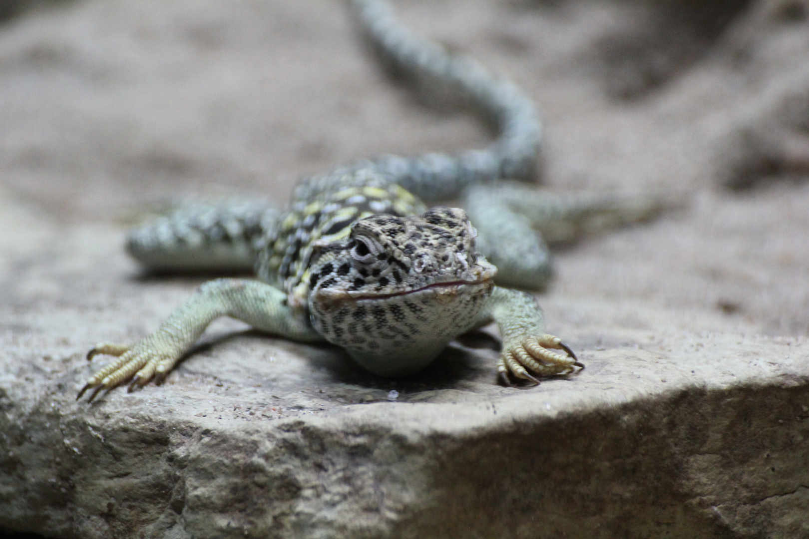 Östlicher Halsbandleguan