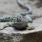 Östlicher Halsbandleguan