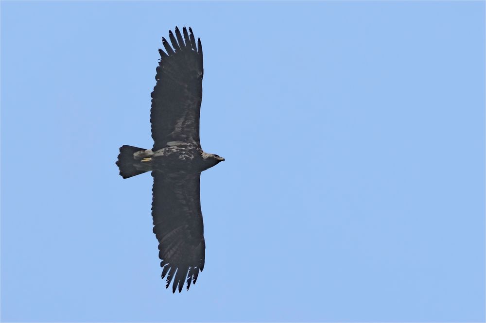 Östlicher Kaiseradler