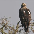 Östlicher Kaiseradler