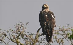 Östlicher Kaiseradler