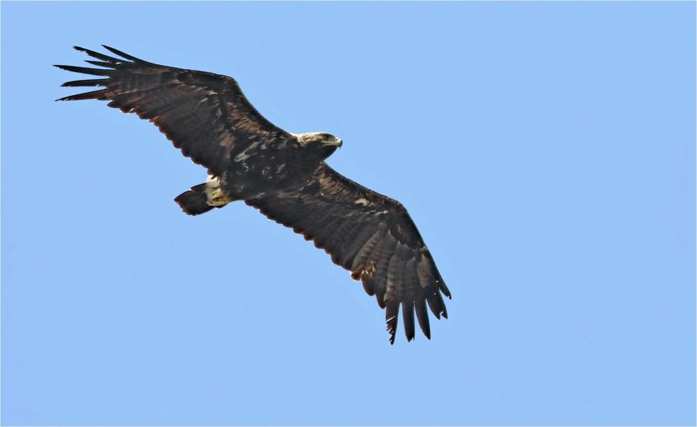 Östlicher Kaiseradler