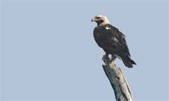 Östlicher Kaiseradler ...