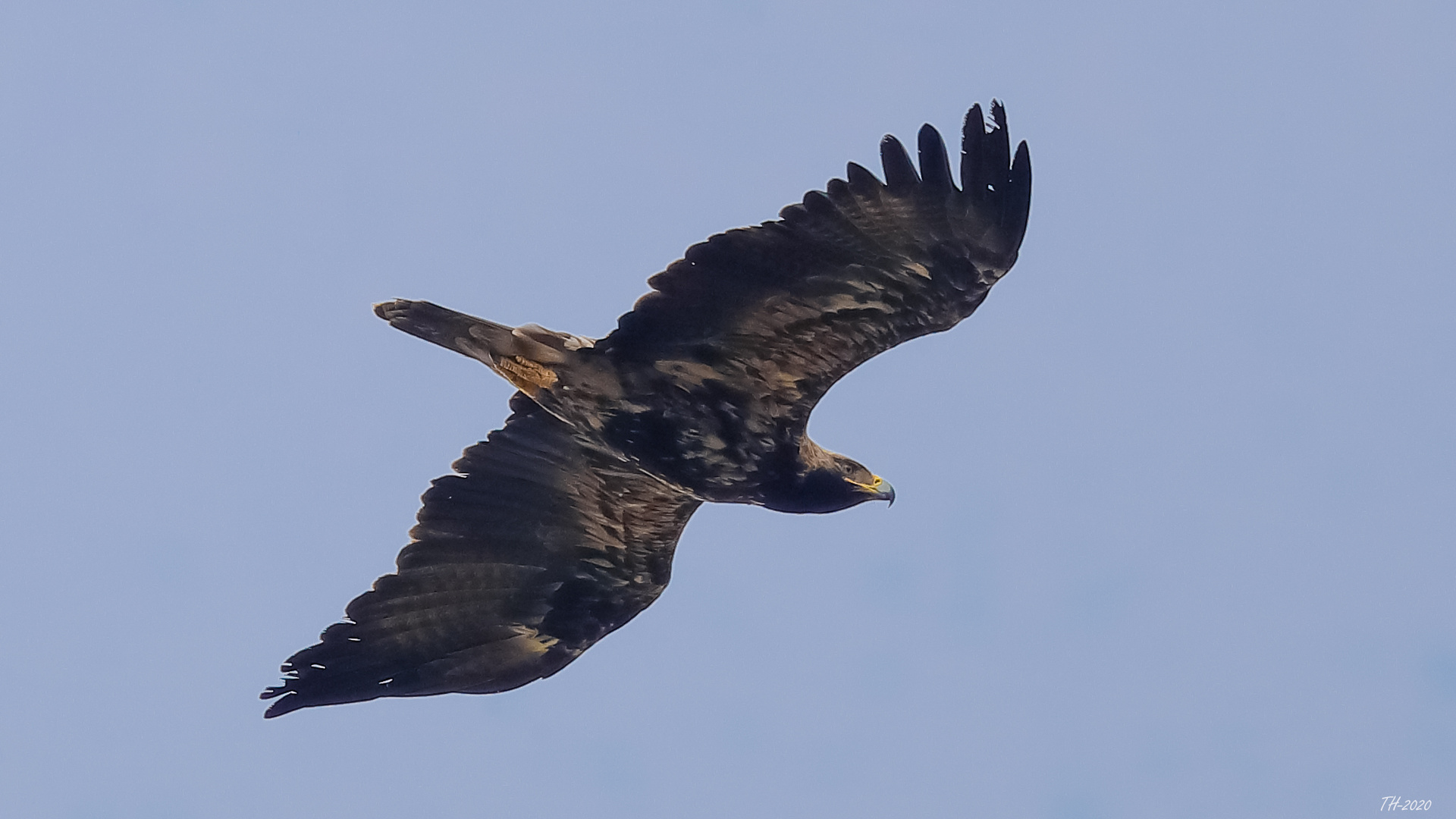 Östlicher Kaiseradler (Aquila heliaca)