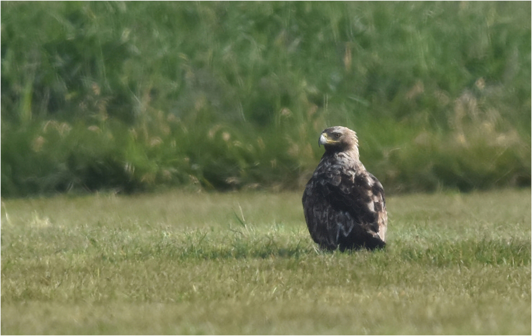 Östlicher Kaiseradler in Brandenburg