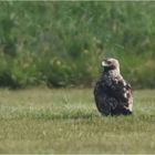 Östlicher Kaiseradler in Brandenburg