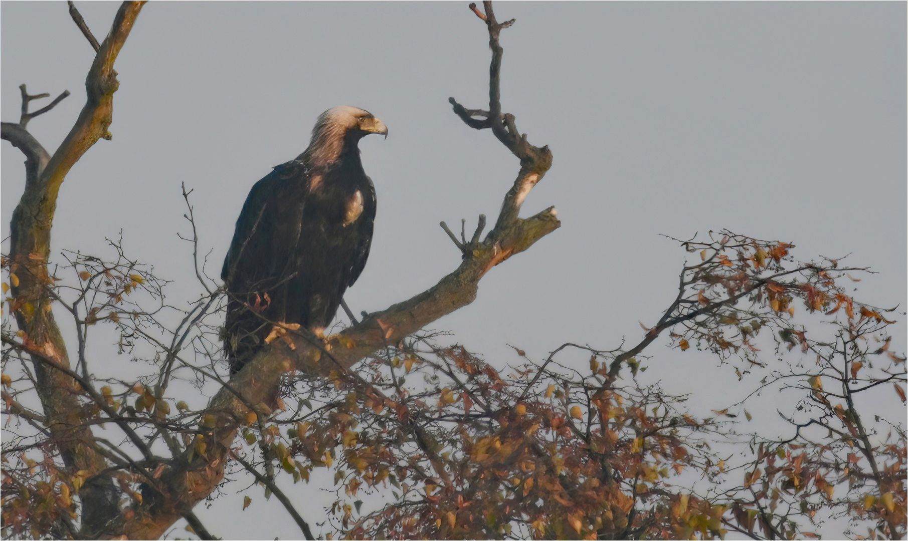 Östlicher Kaiseradler in Brandenburg