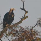 Östlicher Kaiseradler in Brandenburg