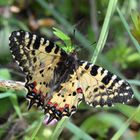 Östlicher Osterluzeifalter in Paarung