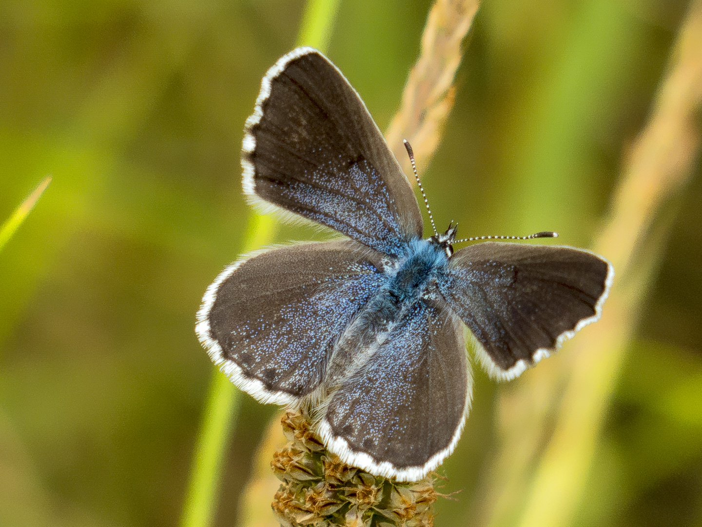 Östlicher Quendel-Bläuling (Pseudophilotes vicrama)