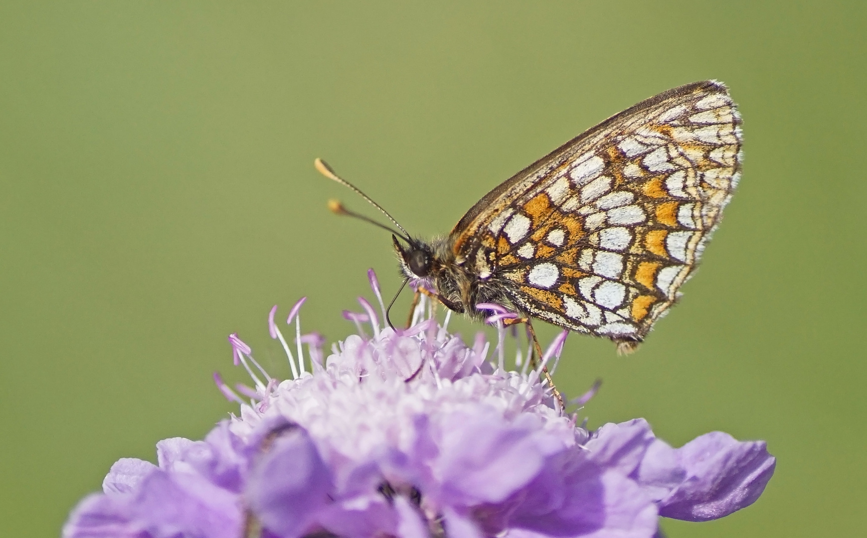 Östlicher Scheckenfalter (Melitaea britomartis)