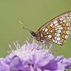 Östlicher Scheckenfalter (Melitaea britomartis)