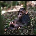 Östlicher Schimpanse