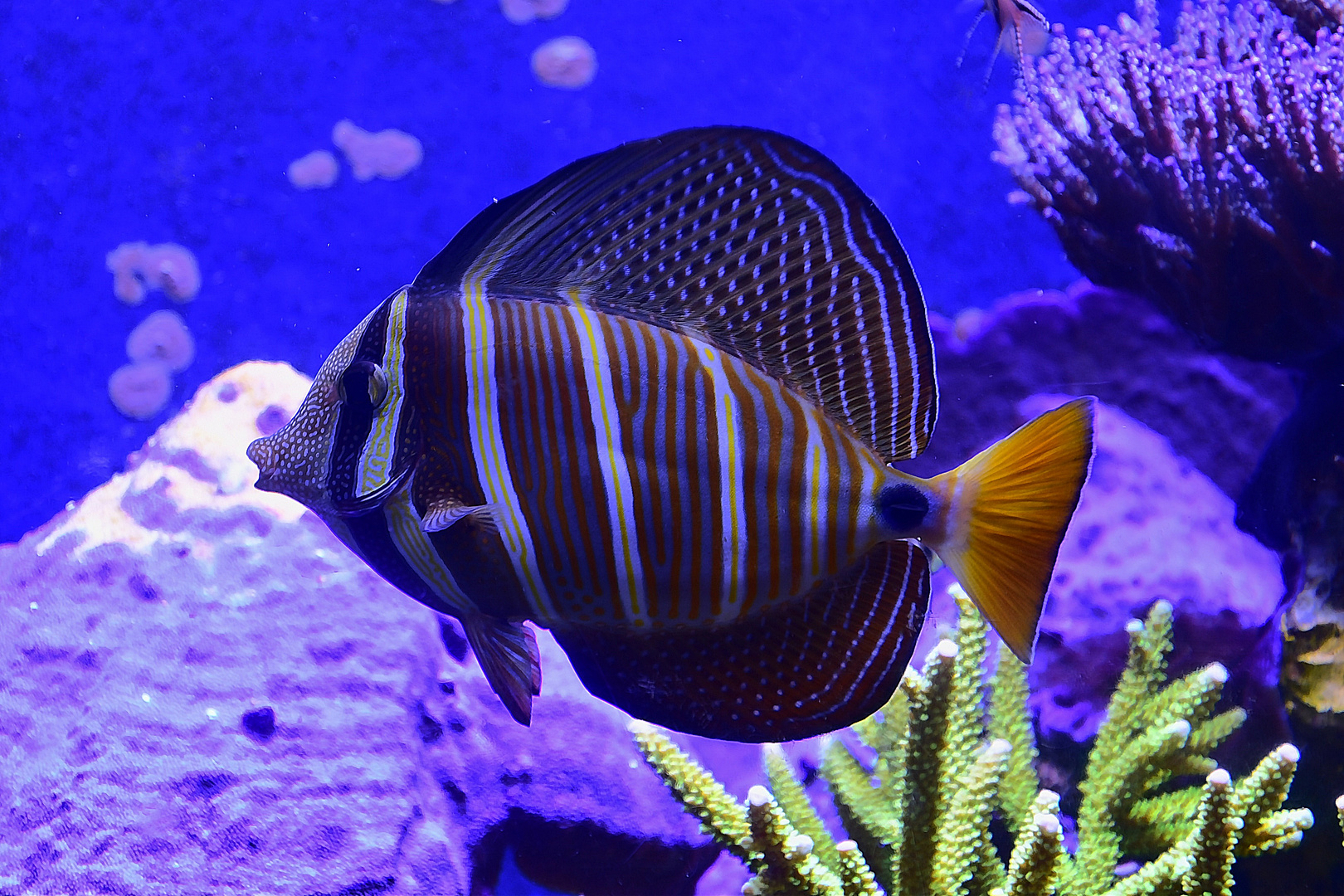 Östlicher Segelflossen Doktorfisch (Zebrasoma veliferum)