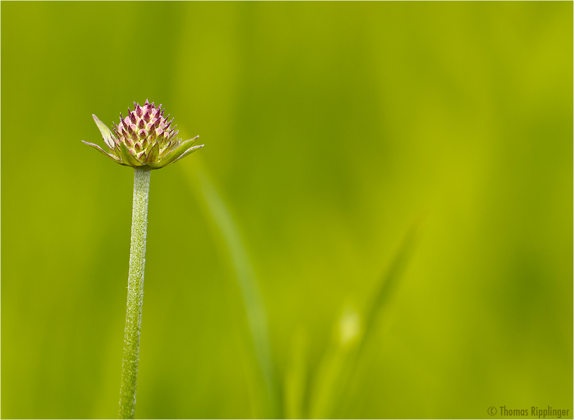 Östlicher Teufelsabbiss (Succisella inflexa)