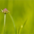 Östlicher Teufelsabbiss (Succisella inflexa)