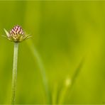 Östlicher Teufelsabbiss (Succisella inflexa)