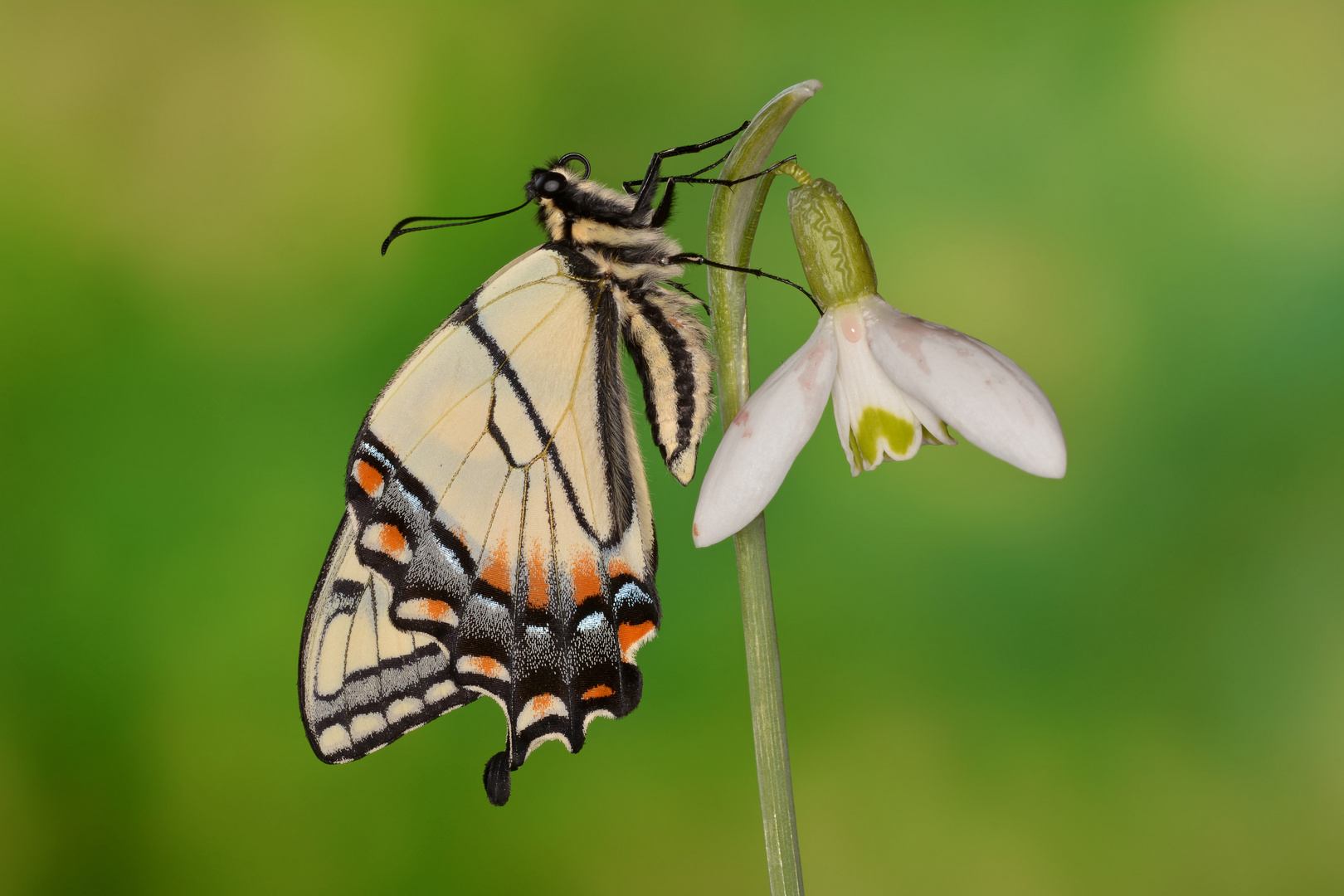 Östlicher Tigerschwalbenschwanz 