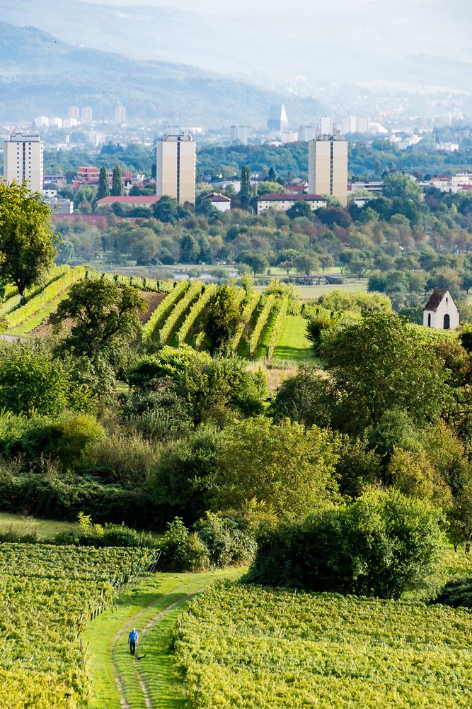 Ötlinger Weinberg