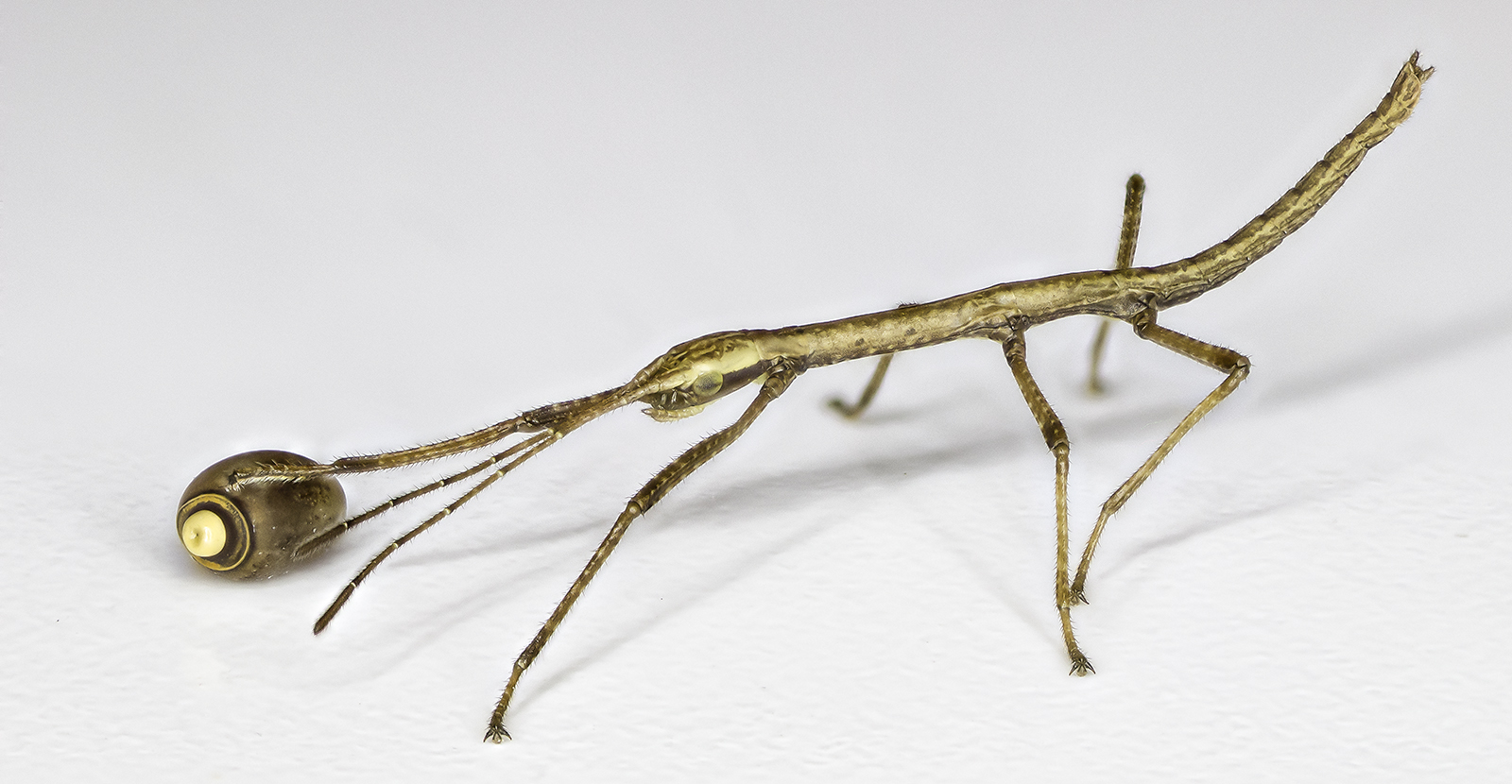 Oeuf de phasme photo et image macro nature, macro insectes, phasme Images