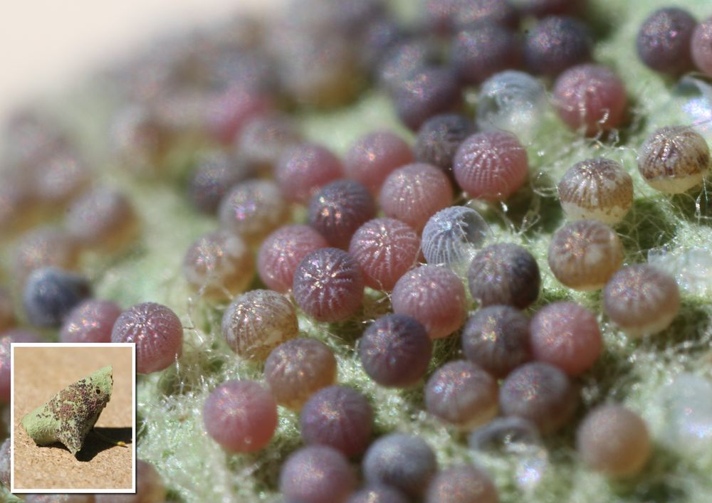 Oeufs photo et image macro nature, macro insectes, papillons Images