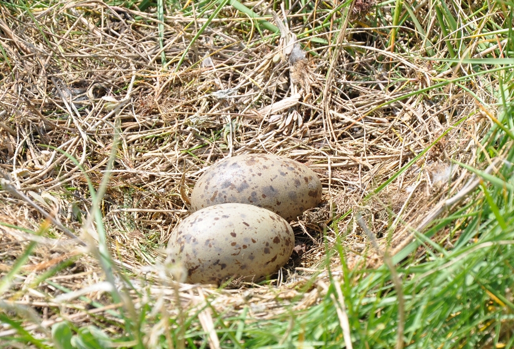 oeufs de goéland