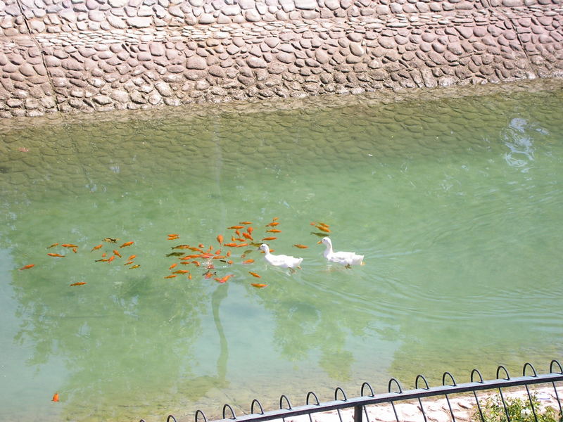 Of Ducks and Fish