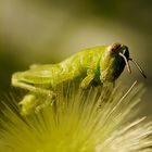 of insect life_2