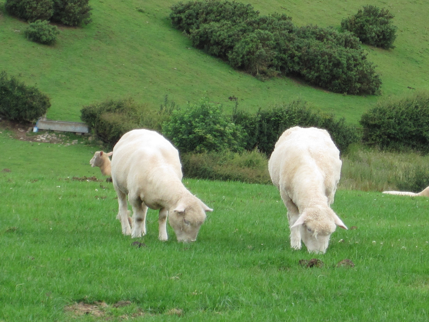 Offa's Dyke Path 2009