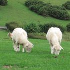 Offa's Dyke Path 2009