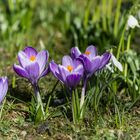 Offen für alles - besonders für die Sonne!