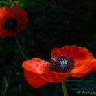 offen für Sonnenstrahlen