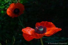 offen für Sonnenstrahlen