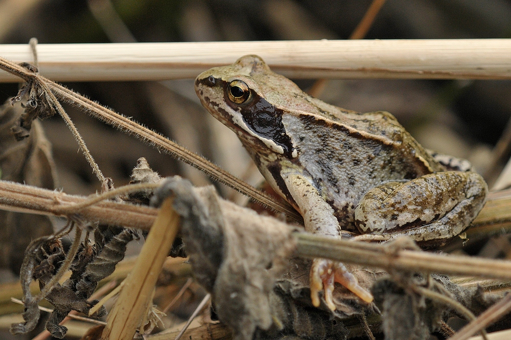 Offenbach an der Bieber: Der Grasfrosch