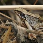 Offenbach an der Bieber: Der Grasfrosch