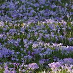 Offenbach: Frühlingsausbruch im Dreieichpark 04