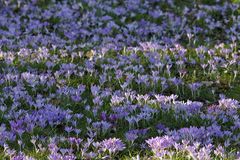 Offenbach: Frühlingsausbruch im Dreieichpark 04