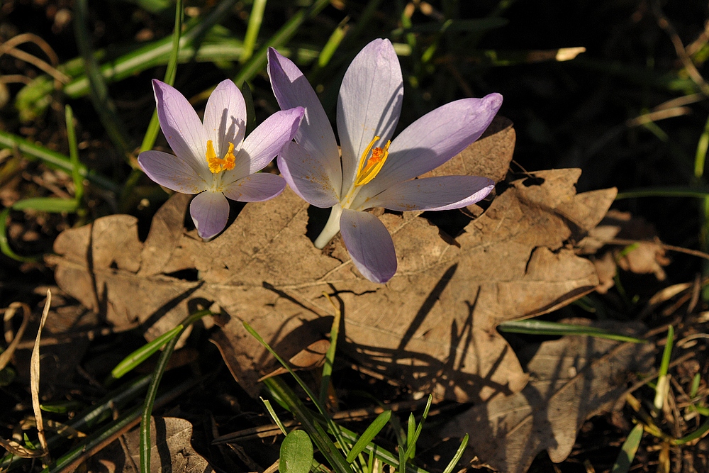 Offenbach: Frühlingsausbruch im Dreieichpark 10