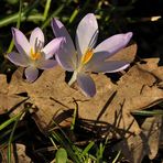 Offenbach: Frühlingsausbruch im Dreieichpark 10